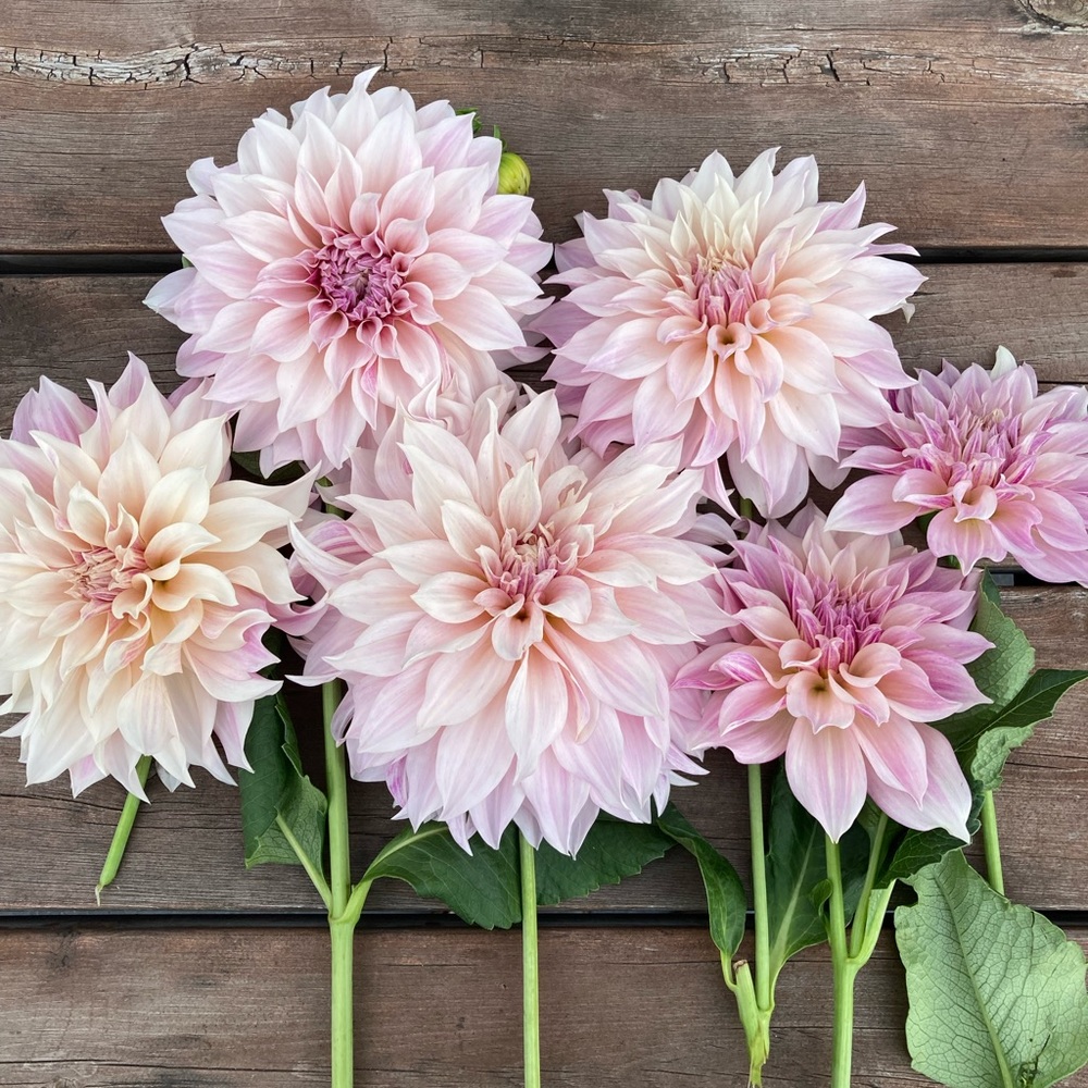 Meet your Posher, Diana